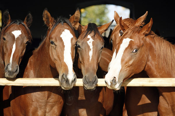 Créer UN élevage de chevaux